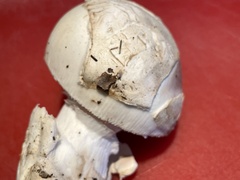 Amanita velosa