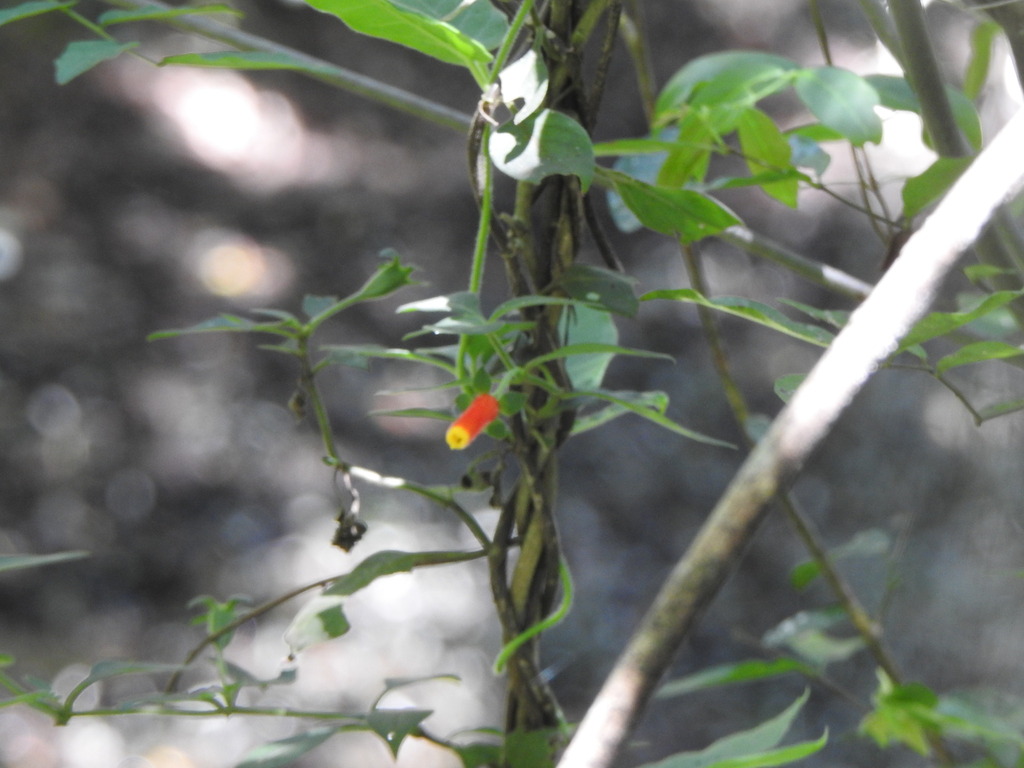 Manettia luteorubra; photograph (c) Leonel Roget, some rights reserved (CC BY)