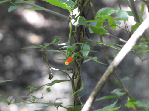 Candy Corn Plant (Manettia luteorubra)