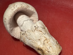 Amanita velosa