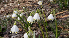 Leucojum vernum