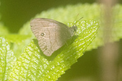 Hermeuptychia harmonia