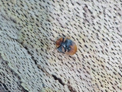 Scymnus ferrugatus