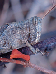 Abracris flavolineata