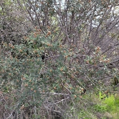 Ceanothus crassifolius