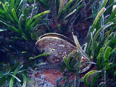 Pinna nobilis