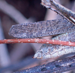 Abracris flavolineata