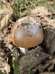Amanita velosa