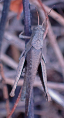 Abracris flavolineata