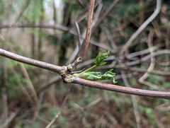 Sambucus racemosa