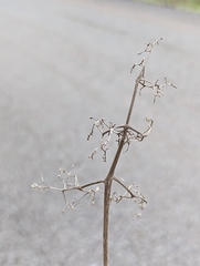 Sambucus racemosa