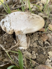 Amanita velosa