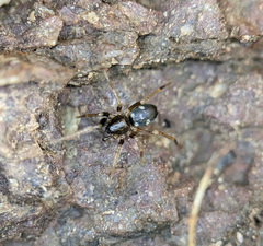 Phrurolithus