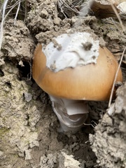 Amanita velosa