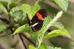 Heliconius erato