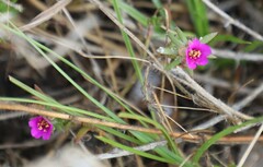 Portulaca pilosa