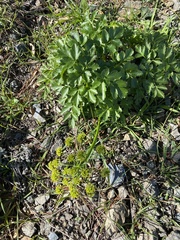 Tauschia hartwegii
