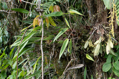 Pleurothallis ruscifolia