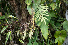 Pleurothallis restrepioides