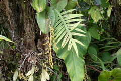 Pleurothallis restrepioides