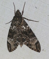 Psilogramma menephron