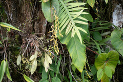 Pleurothallis restrepioides