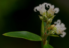Acrothamnus spathaceus