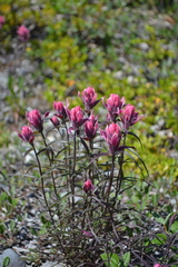 Castilleja raupii