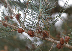 Allocasuarina grampiana