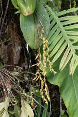 Pleurothallis restrepioides