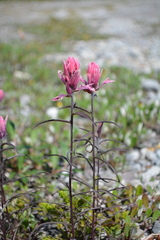Castilleja raupii