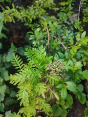 Gonospermum fruticosum