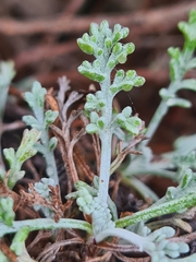 Artemisia maritima