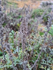 Artemisia maritima
