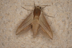 Theretra alecto cretica