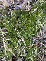 Dicranella heteromalla