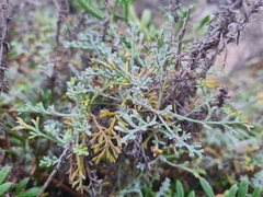 Artemisia maritima