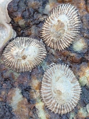 Siphonaria naufragum
