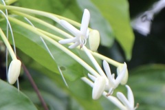 Posoqueria latifolia