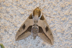 Hyles nicaea