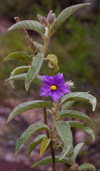 Solanum cocosoides