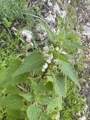 Lamium moschatum