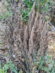 Artemisia maritima
