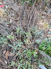 Artemisia maritima