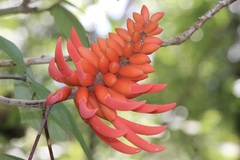 Erythrina americana