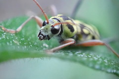 Chlorophorus annularis