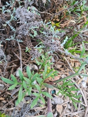 Artemisia maritima