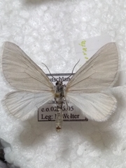 Lithostege farinata