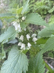 Lamium moschatum