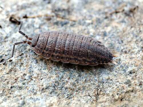 Porcellionides lucasioides